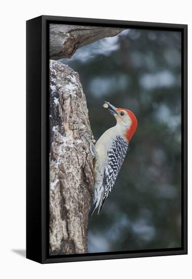 Red-Bellied Woodpecker-Gary Carter-Framed Stretched Canvas