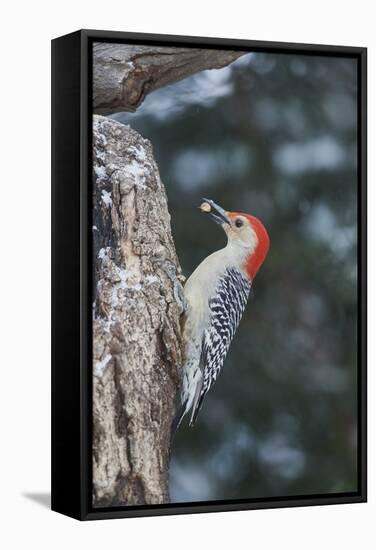 Red-Bellied Woodpecker-Gary Carter-Framed Stretched Canvas