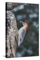 Red-Bellied Woodpecker-Gary Carter-Stretched Canvas