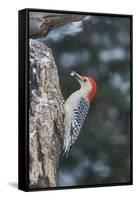 Red-Bellied Woodpecker-Gary Carter-Framed Stretched Canvas