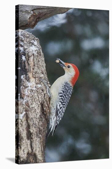Red-Bellied Woodpecker-Gary Carter-Stretched Canvas
