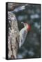 Red-Bellied Woodpecker-Gary Carter-Framed Stretched Canvas