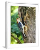 Red-Bellied Woodpecker-Gary Carter-Framed Photographic Print