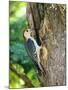 Red-Bellied Woodpecker-Gary Carter-Mounted Photographic Print