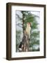 Red-Bellied Woodpecker-Gary Carter-Framed Photographic Print