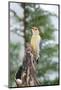 Red-Bellied Woodpecker-Gary Carter-Mounted Photographic Print