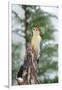 Red-Bellied Woodpecker-Gary Carter-Framed Photographic Print