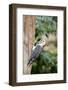 Red-Bellied Woodpecker-Gary Carter-Framed Photographic Print