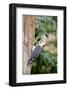 Red-Bellied Woodpecker-Gary Carter-Framed Photographic Print