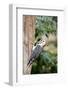 Red-Bellied Woodpecker-Gary Carter-Framed Photographic Print