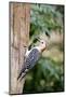 Red-Bellied Woodpecker-Gary Carter-Mounted Photographic Print