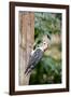 Red-Bellied Woodpecker-Gary Carter-Framed Photographic Print