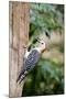 Red-Bellied Woodpecker-Gary Carter-Mounted Photographic Print