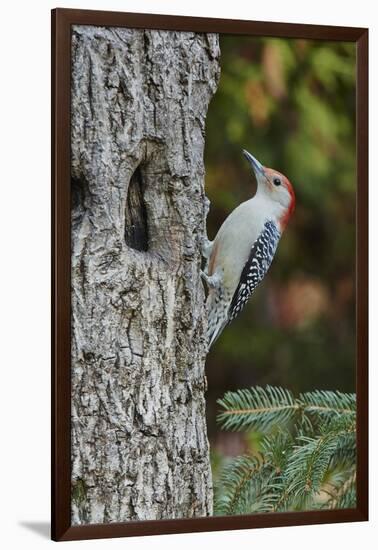 Red-Bellied Woodpecker-Gary Carter-Framed Photographic Print