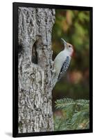 Red-Bellied Woodpecker-Gary Carter-Framed Photographic Print