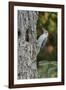 Red-Bellied Woodpecker-Gary Carter-Framed Photographic Print