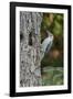 Red-Bellied Woodpecker-Gary Carter-Framed Photographic Print