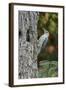 Red-Bellied Woodpecker-Gary Carter-Framed Photographic Print