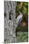 Red-Bellied Woodpecker-Gary Carter-Mounted Photographic Print