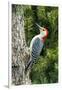 Red-Bellied Woodpecker-Gary Carter-Framed Photographic Print