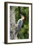 Red-Bellied Woodpecker-Gary Carter-Framed Photographic Print