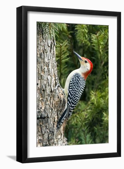 Red-Bellied Woodpecker-Gary Carter-Framed Photographic Print