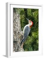 Red-Bellied Woodpecker-Gary Carter-Framed Photographic Print