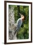 Red-Bellied Woodpecker-Gary Carter-Framed Photographic Print