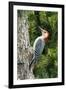 Red-Bellied Woodpecker-Gary Carter-Framed Photographic Print