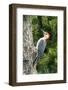 Red-Bellied Woodpecker-Gary Carter-Framed Photographic Print