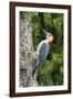 Red-Bellied Woodpecker-Gary Carter-Framed Photographic Print