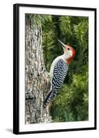 Red-Bellied Woodpecker-Gary Carter-Framed Photographic Print