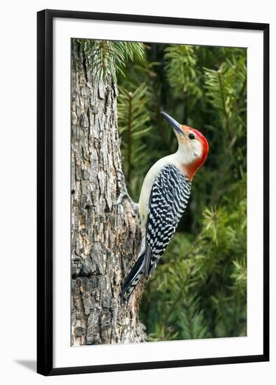 Red-Bellied Woodpecker-Gary Carter-Framed Photographic Print