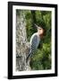 Red-Bellied Woodpecker-Gary Carter-Framed Photographic Print