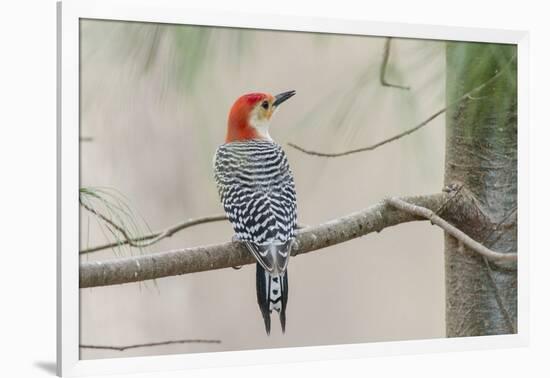 Red-Bellied Woodpecker-Gary Carter-Framed Photographic Print