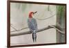 Red-Bellied Woodpecker-Gary Carter-Framed Photographic Print