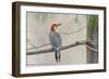 Red-Bellied Woodpecker-Gary Carter-Framed Photographic Print