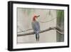 Red-Bellied Woodpecker-Gary Carter-Framed Photographic Print