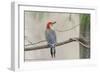 Red-Bellied Woodpecker-Gary Carter-Framed Photographic Print