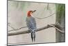 Red-Bellied Woodpecker-Gary Carter-Mounted Photographic Print