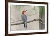 Red-Bellied Woodpecker-Gary Carter-Framed Photographic Print