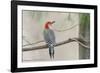 Red-Bellied Woodpecker-Gary Carter-Framed Photographic Print