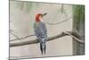 Red-Bellied Woodpecker-Gary Carter-Mounted Photographic Print