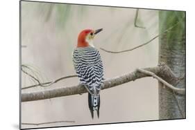 Red-Bellied Woodpecker-Gary Carter-Mounted Photographic Print