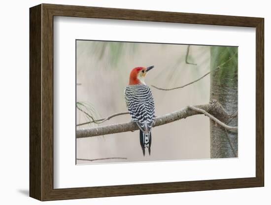 Red-Bellied Woodpecker-Gary Carter-Framed Photographic Print