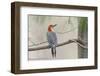 Red-Bellied Woodpecker-Gary Carter-Framed Photographic Print