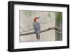 Red-Bellied Woodpecker-Gary Carter-Framed Photographic Print