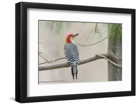 Red-Bellied Woodpecker-Gary Carter-Framed Photographic Print