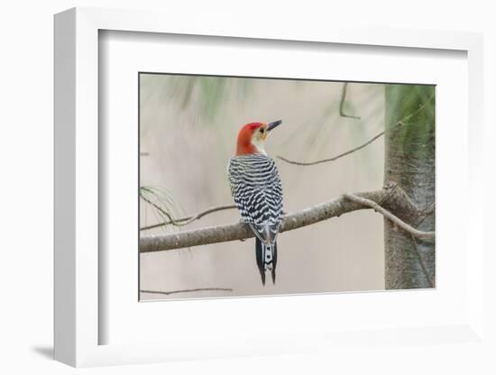 Red-Bellied Woodpecker-Gary Carter-Framed Photographic Print