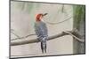 Red-Bellied Woodpecker-Gary Carter-Mounted Photographic Print